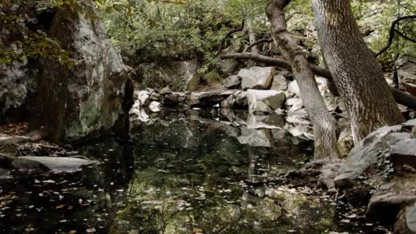 野生鸭在池塘中 — 图库视频影像
