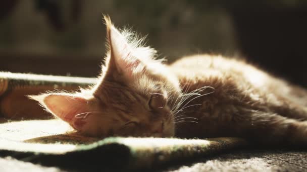 Paspasın Üzerinde Uyuyan Kırmızı Kedi — Stok video