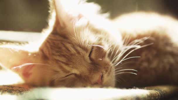 睡梦中的红猫在阳光下繁殖小妹 — 图库视频影像