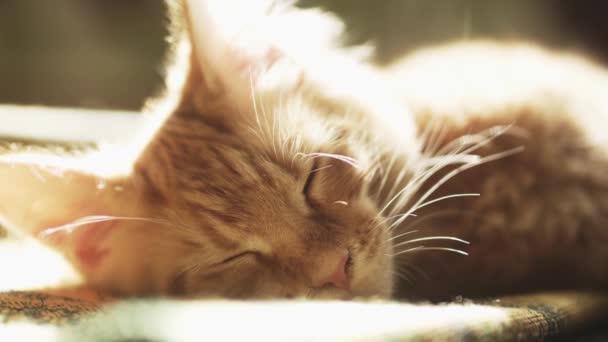 Chat rouge endormi race Mei kun au soleil 