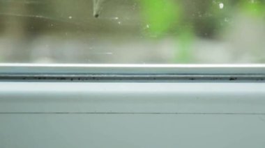 Siyah beyaz kanatlı bir kelebek