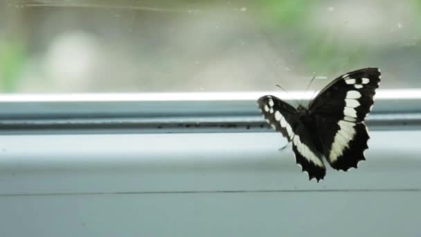 Mariposa Con Alas Blancas Negras Ventana — Vídeos de Stock