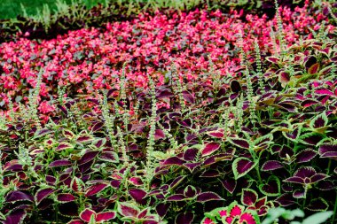 Peyzaj - bir park alanında ekilmiş çiçekler