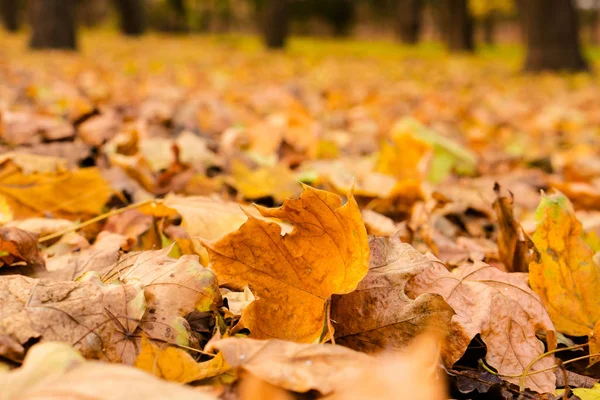 Park Podzimní Sezóně Krajina — Stock fotografie