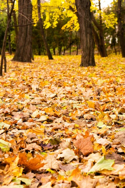 Park Podzimní Sezóně Krajina — Stock fotografie