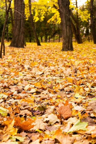 Sonbahar mevsiminde park (manzara))