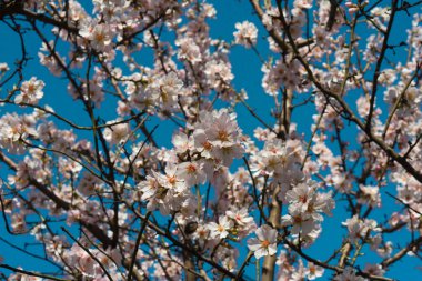 Bahar Çiçeklerindeki Ağaç (Kayısı))