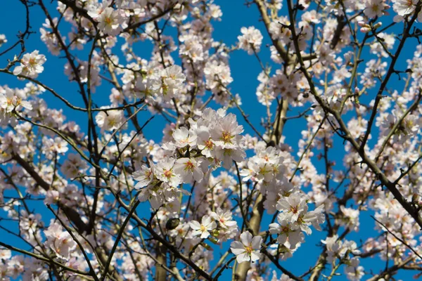 Baum Frühling Blumen Aprikose — Stockfoto