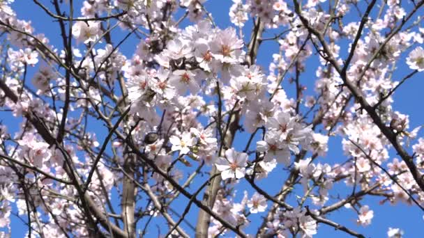 Blomsterträd Tidigt Våren — Stockvideo