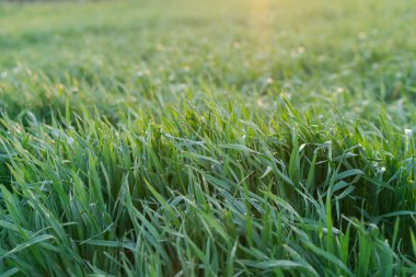 yeşil çimenler güneşte parıldıyor