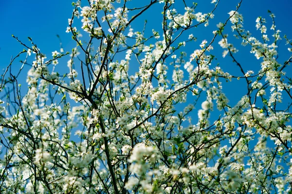 Zweige Eines Baumes Blumen Die Gegen Den Himmel Wiegen — Stockfoto