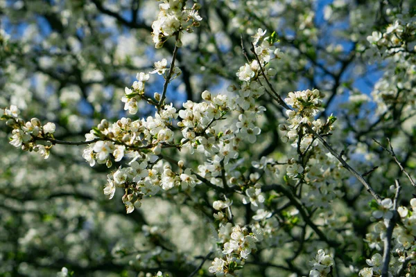 Ağacın Dalları Gökyüzüne Karşı Gelen Çiçeklerle Dolu — Stok fotoğraf