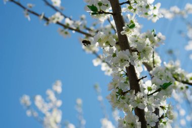 Ağacın dalları gökyüzüne karşı gelen çiçeklerle dolu