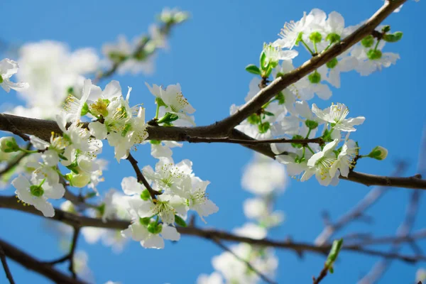 Zweige Eines Baumes Blumen Die Gegen Den Himmel Wiegen — Stockfoto