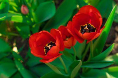 Bahar mevsiminde açan kırmızı laleler