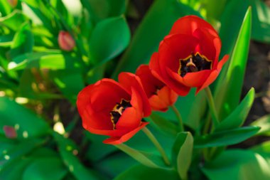 Bahar mevsiminde açan kırmızı laleler