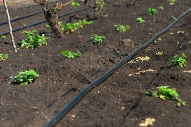 Su hortumundan sızan su jetleri.
