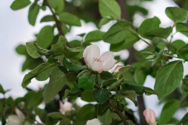 Çiçek açarken ayva ağacı dalları