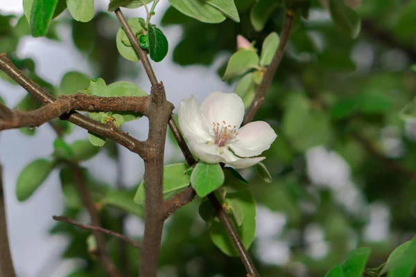 Quince Tree Branches Flowering — Stock Photo, Image