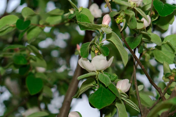 Quince Tree Branches Flowering — Stock Photo, Image