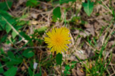 Çiçek açarken karahindiba bitkisi