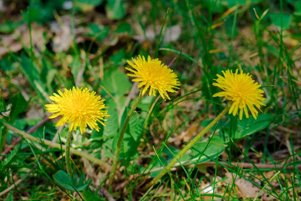 Diente León Planta Herbácea Durante Floración — Foto de Stock