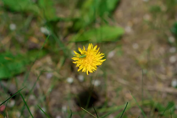 Löwenzahn Krautige Pflanze Während Der Blüte — Stockfoto