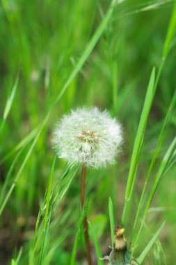Bitkisel bir bitki, Karahindiba, tamamen olgunlaşmış.