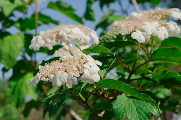 Blooming White Flowers Shrubby Plant Kalina — Stock Photo, Image