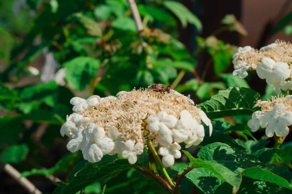Blooming White Flowers Shrubby Plant Kalina — Stock Photo, Image