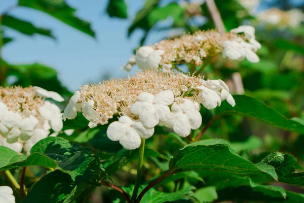 Blooming White Flowers Shrubby Plant Kalina — Stock Photo, Image