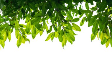 Bulanık yeşil arka planda yeşil yaprak doğası. Güneş ışığında çok güzel bir yaprak dokusu. Doğal arka plan. Metin için kopyalama alanı olan makroyu kapat.