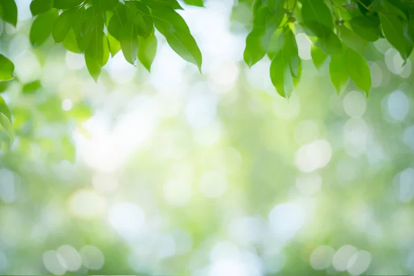 Green Leaf Nature Blurred Greenery Background Beautiful Leaf Texture Sunlight — Stock Photo, Image