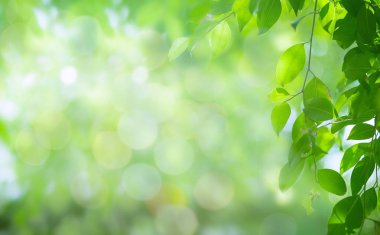 Bulanık yeşil arka planda yeşil yaprak doğası. Güneş ışığında çok güzel bir yaprak dokusu. Doğal arka plan. Metin için kopyalama alanı olan makroyu kapat.