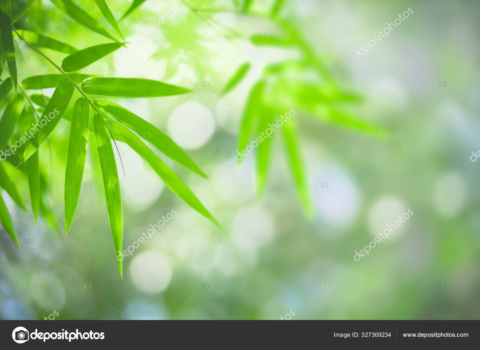 Bamboo Wallpaper Stock Photos, Images and Backgrounds for Free Download