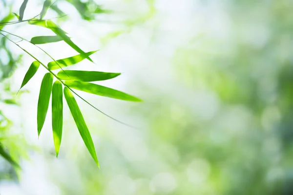 Bambusblätter Grünes Blatt Auf Verschwommenem Grünen Hintergrund Schöne Blatttextur Sonnenlicht — Stockfoto