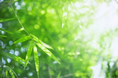 Bambu yaprakları, bulanık yeşil arka planda yeşil yaprak. Güneş ışığında çok güzel bir yaprak dokusu. Doğal arka plan. Metin için boş alanı olan makroyu kapat.