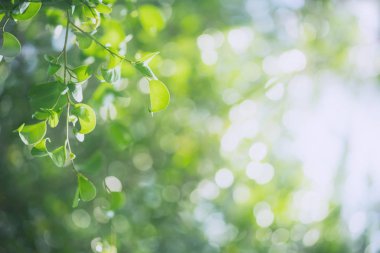 Bulanık yeşil arka planda yeşil yaprak doğası. Güneş ışığında çok güzel bir yaprak dokusu. Doğal arka plan. Metin için kopyalama alanı olan makroyu kapat.