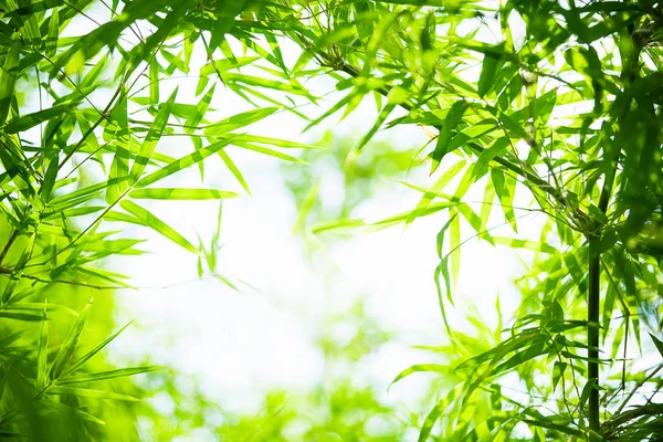 Hojas Bambú Hoja Verde Sobre Fondo Verde Borroso Hermosa Textura — Foto de Stock