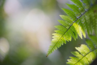 Bulanık yeşil arka planda yeşil yaprak doğası. Güneş ışığında çok güzel bir yaprak dokusu. Doğal arka plan. Metin için kopyalama alanı olan makroyu kapat.