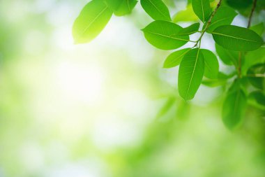 Bulanık yeşil arka planda yeşil yaprak doğası. Güneş ışığında çok güzel bir yaprak dokusu. Doğal arka plan. Metin için kopyalama alanı olan makroyu kapat.