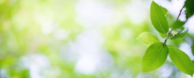 Bulanık yeşil arka planda yeşil yaprak doğası. Bokeh güneş ışığında çok güzel bir yaprak dokusu. Doğal arka plan. Metin için kopyalama alanı olan makroyu kapat.