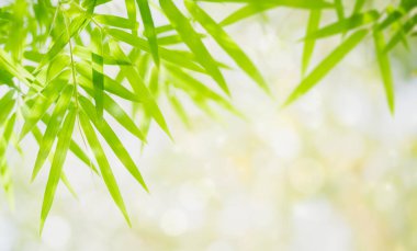 Bambu yaprakları, bulanık yeşil arka planda yeşil yaprak. Güneş ışığında çok güzel bir yaprak dokusu. Doğal arka plan. Metin ve kapak sayfaları için boş alanı olan makroyu kapat.