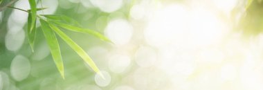 Bambu yaprakları, bokeh yeşil yapraklı bulanık yeşillik arkaplan. Güneş ışığında çok güzel bir yaprak dokusu. Doğal arka plan. Metin için boş alanı olan makroyu kapat.