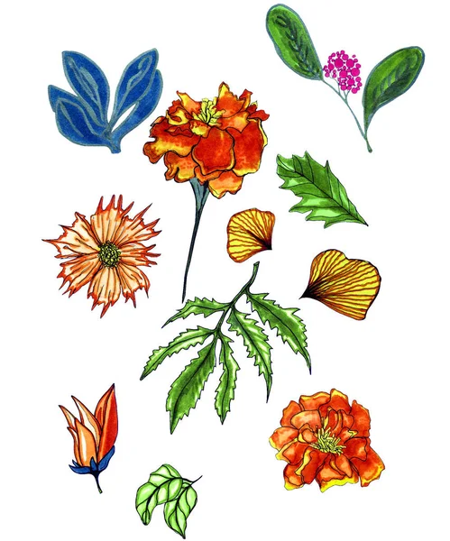 Иллюстрация Набор Ботанических Цветов Листьев Изолированы Белом Фоне Печати Ткани — стоковое фото