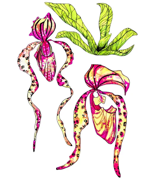 Definir Flores Tropicais Vegetação Doodle Paphiopedilum Orquídea Vegetação Isolada Sobre — Fotografia de Stock