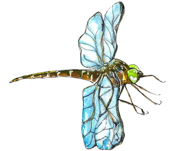 Εικονογράφηση Εντόμου Που Απομονώνεται Λευκό Φόντο Dragonfly Για Εκτύπωση Συσκευασία — Φωτογραφία Αρχείου