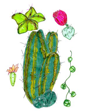 Bir kaktüs seti tasviri. İzole kaktüsler, çiçek açan kaktüsler, ambalaj, kağıt, giysi, tasarımcılar, menüler, kartpostallar üzerine baskı yapmak için beyaz zemin üzerinde sulandırıcılar.