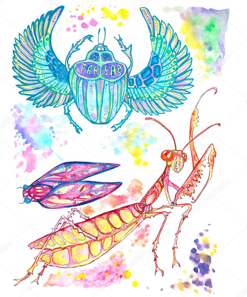 Illustration of a set of cicadas, praying mantis, beetle of sorrows. Isolated insects of different colors on a white background for printing on packaging, paper, clothes, designers, menus, postcards.