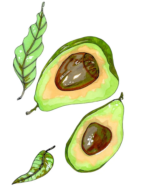 Avocado例证 手绘鳄梨完好无损 一片鳄梨在白色孤立的背景上 用于明信片印刷 设计元素 — 图库照片